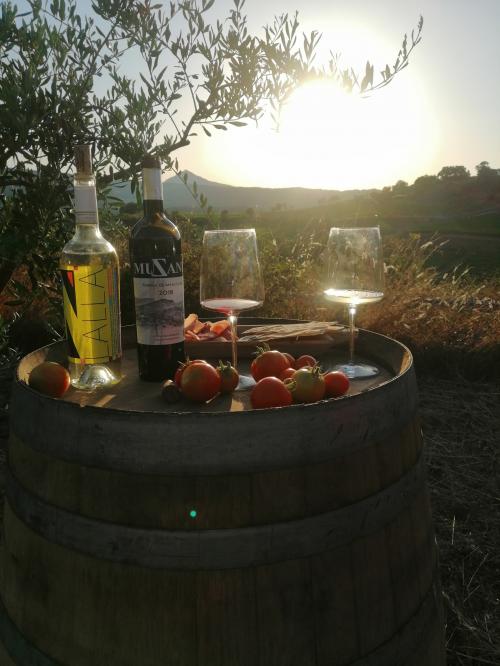<p>Tasting in a vineyard in Mamoiada</p><p><br></p>