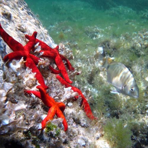 Estrella de mar en el fondo marino de Asinara