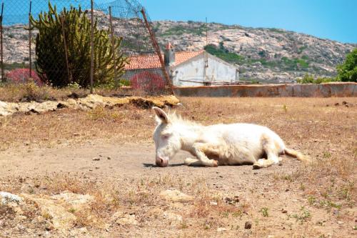 Typical white donkey of the Asinara island