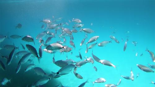 Fische in den kristallklaren Gewässern von Molara im Meeresschutzgebiet