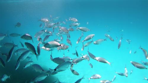 peces en las aguas cristalinas de Molara, en la Zona Marina Protegida
