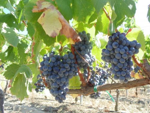 Grapes in the vineyard