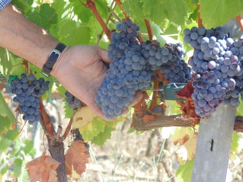 Grape harvest