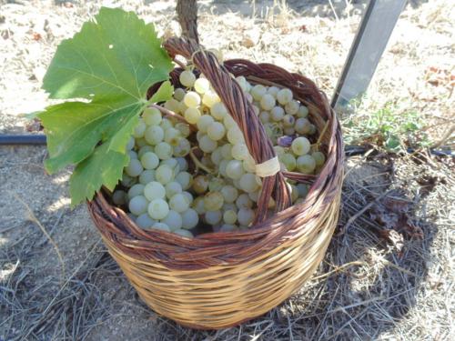 Uvas blancas