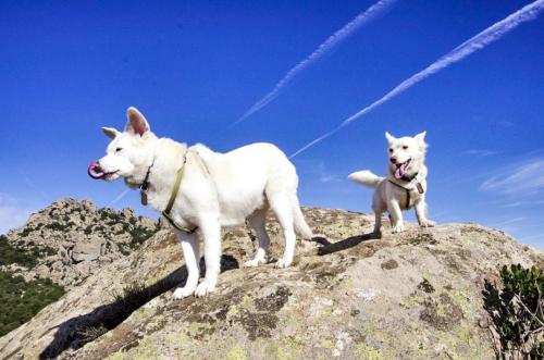 Dogs during a guided excursion