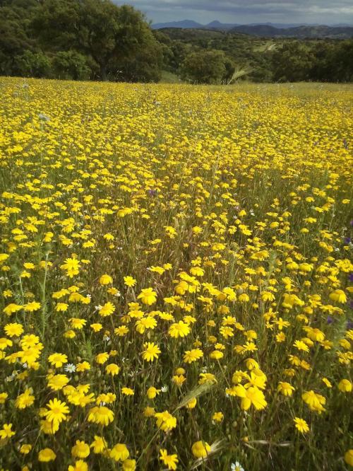 Feld mit gelben Blumen