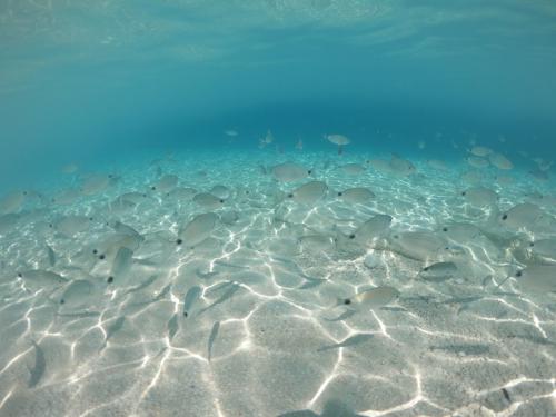 Fish in the transparent sea of the Gulf of Orosei