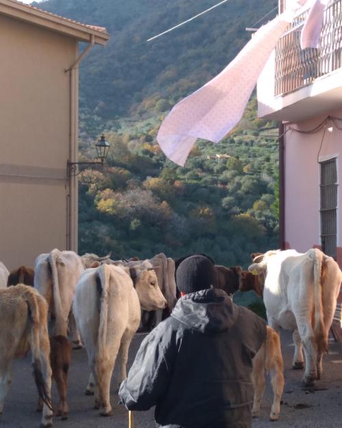 Kühe im Land Bolotana