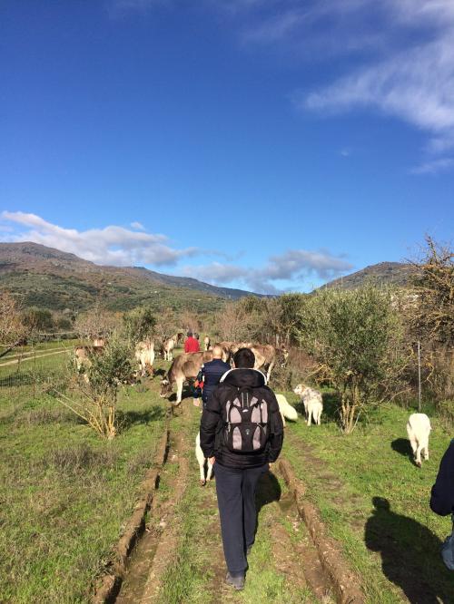 Vacas y excursionistas