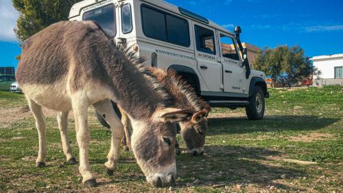 Donkeys alongside the off-road vehicle