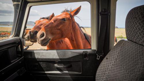 Deux chevaux curieux jettent un coup d'œil à l'intérieur du minibus