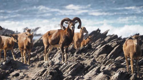 Muflones en el Parque de la Asinara