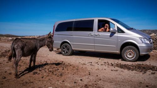 Un âne Asinara regardant la personne à bord du minibus