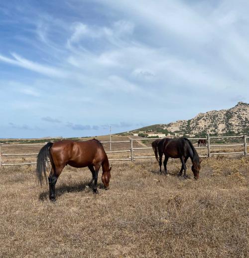 Pferde auf der Insel Asinara