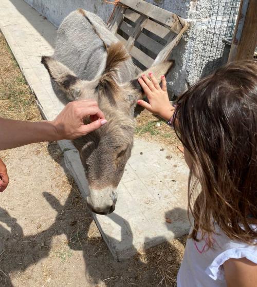 Little girl stroking the donkey