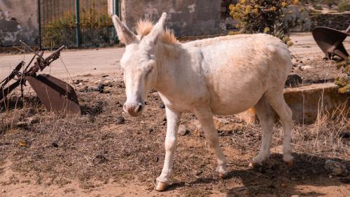 L'âne blanc typique de l'Asinara