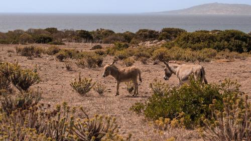 Des ânes en pleine nature sur l'île de l'Asinara