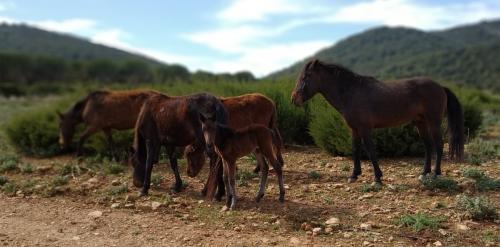 Wild horses