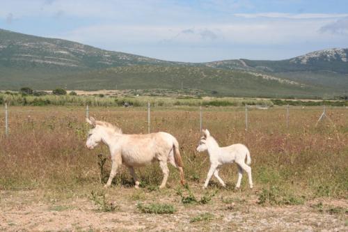 White donkeys