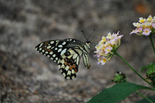 Mariposa con flor