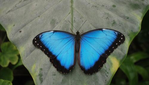 Blauer Schmetterling
