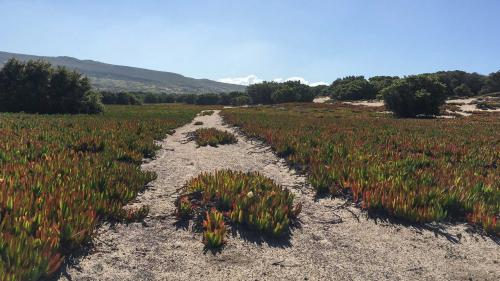 Weg mitten in der Vegetation