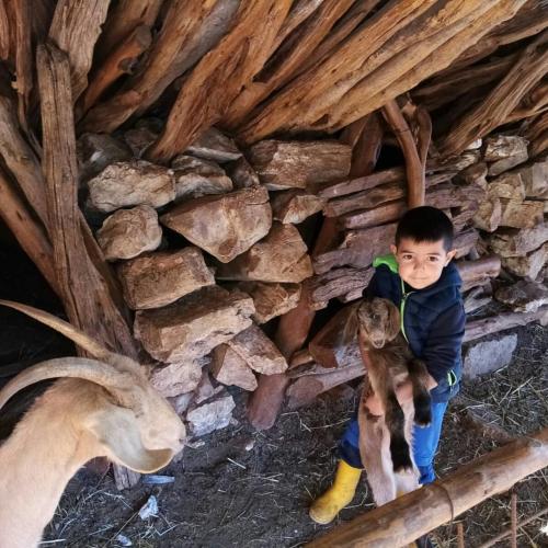 Niño en el redil con cabras