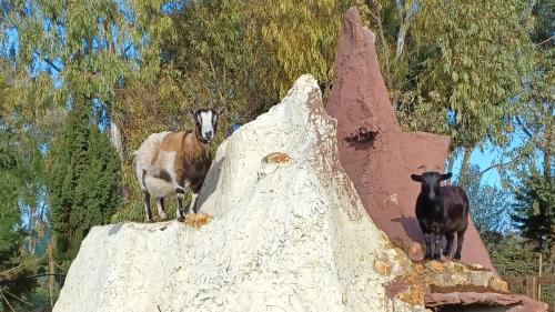 Goats in the Roman Castrum Museum in Sassari