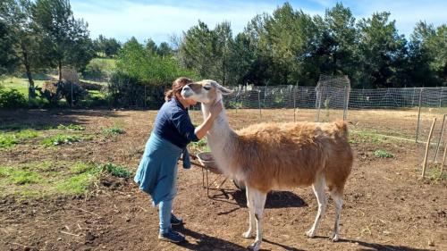 Animali interagiscono con i visitatori al Museo Castrum Romano a Sassari