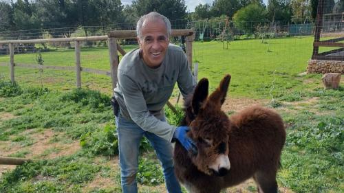 Donkey at the Roman Castrum Museum in Sassari