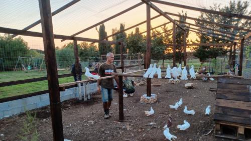 Educational farm at the Castrum Romano Museum in Sassari