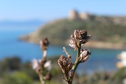 dettaglio fiore Sella del Diavolo