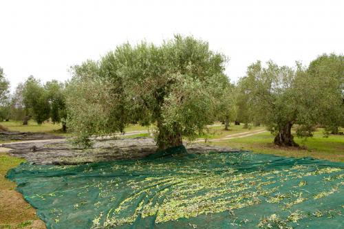 Olive harvest
