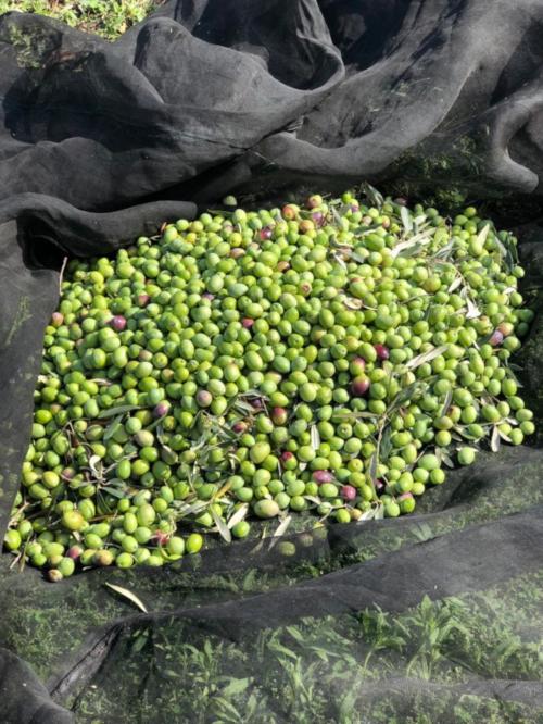 Freshly picked olives