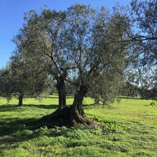 Secular tree