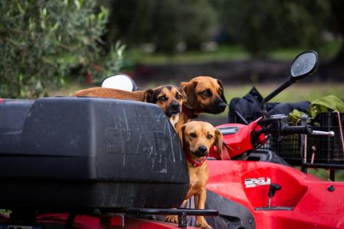 Dogs aboard a tractor in the olive grove