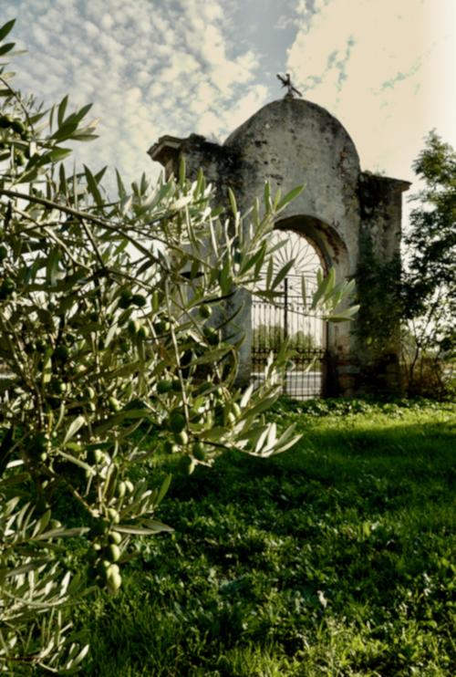 Olive grove