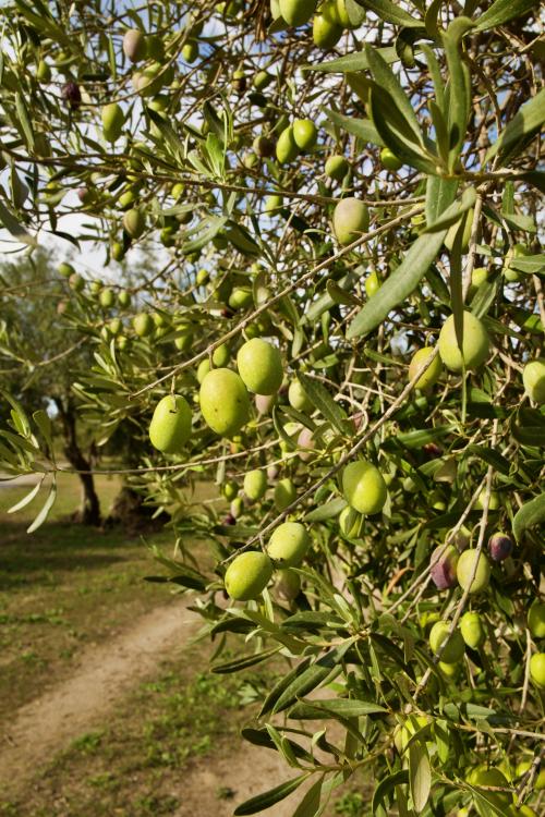 Olives on the tree