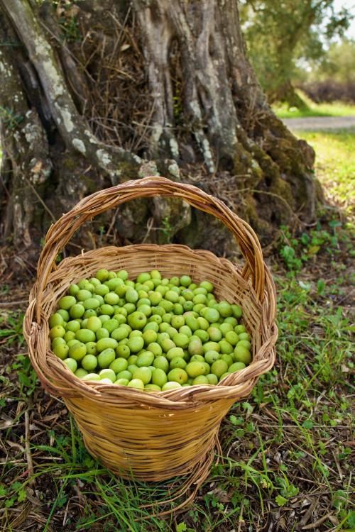 Freshly picked olives