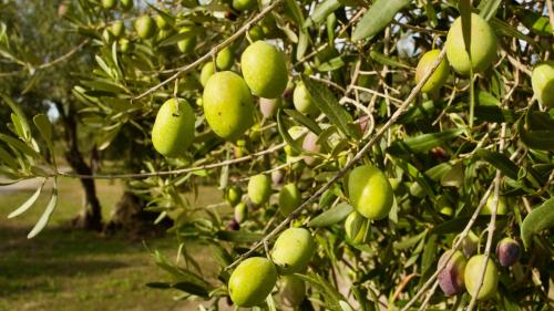 Olives on the tree in the territory of Oristano