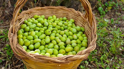 Aceitunas recogidas en la cesta en Oristano