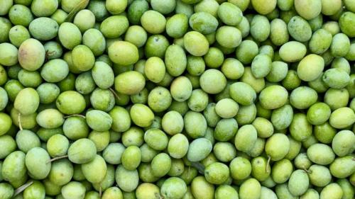 Green olives harvested in the territory of Oristano