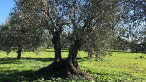 Olive tree in the territory of Oristano