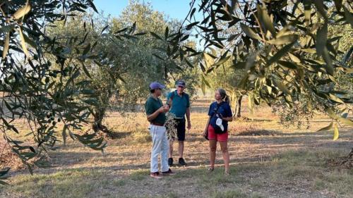 Experience in an olive grove in Oristano