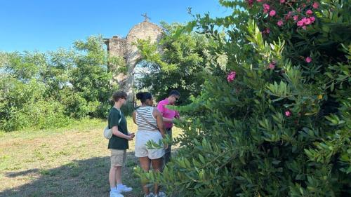 People walk through a centuries-old olive grove in Oristano