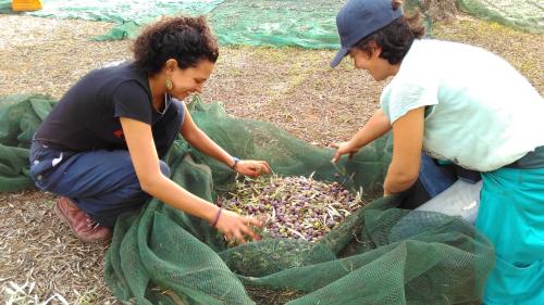 Escursione guidata per la raccolta delle olive