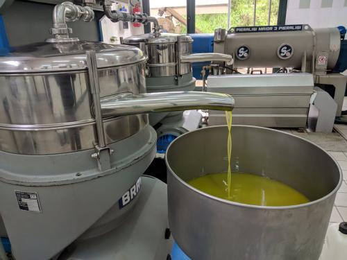 From olive harvesting to oil production