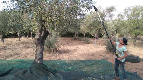 Harvesting olives from the tree