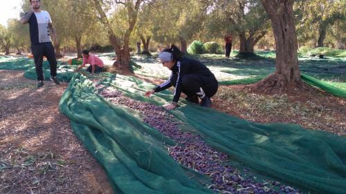 Preparazione reti per la raccolta delle olive