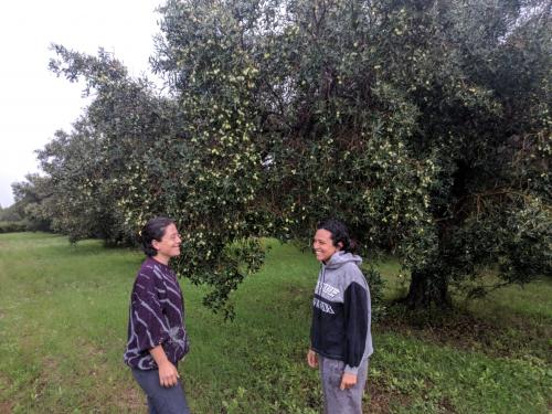 Ragazze nell'oliveto